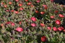 Delosperma 'Jewel of Desert Grenade' - La Pépinière d'Agnens
