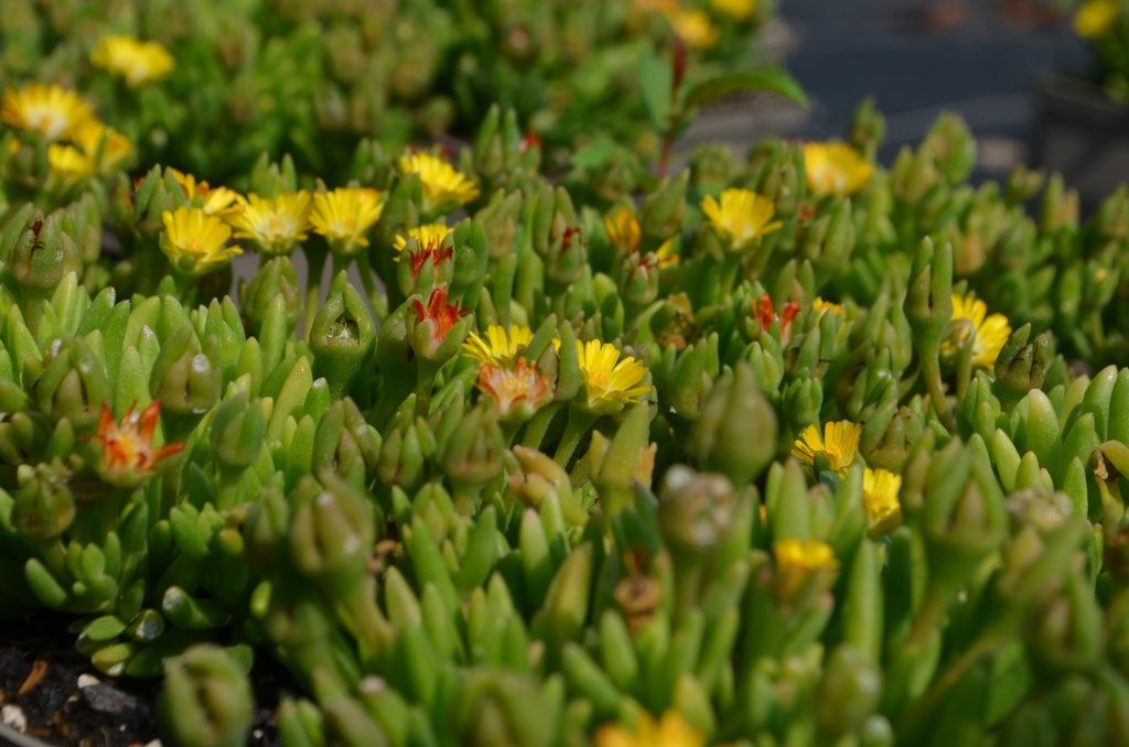 Delosperma 'Jewel of Desert Peridott' - La Pépinière d'Agnens