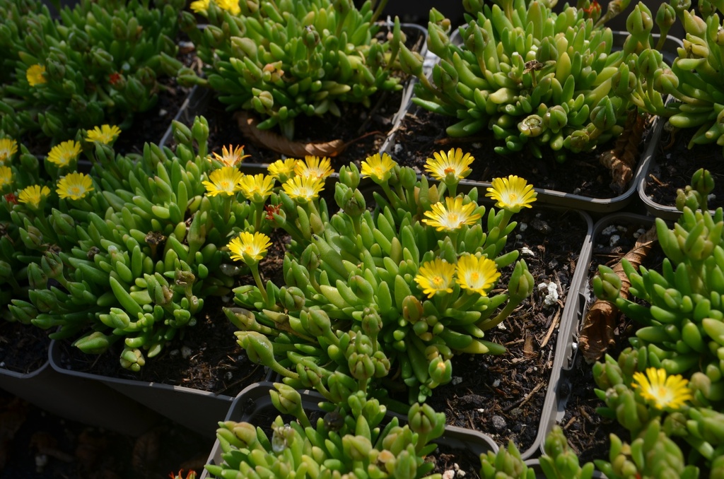 Delosperma 'Jewel of Desert Peridott' - La Pépinière d'Agnens