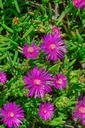 Delosperma cooperi - La Pépinière d'Agnens