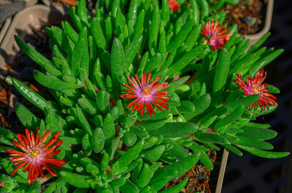 Delosperma hybride 'Luckhoffii' - La Pépinière d'Agnens