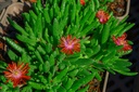 Delosperma hybride 'Luckhoffii' - La Pépinière d'Agnens