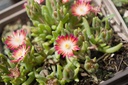 Delosperma hybride 'Luckhoffii' - La Pépinière d'Agnens