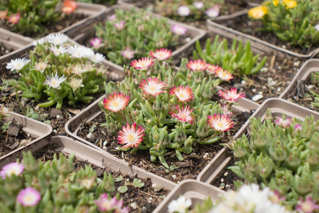 Delosperma hybride 'Luckhoffii' - La Pépinière d'Agnens