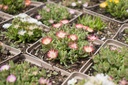 Delosperma hybride 'Luckhoffii' - La Pépinière d'Agnens