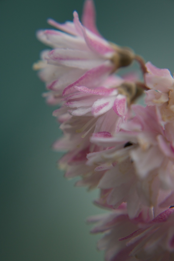 Deutzia crenata 'Pride of Rochester' - La Pépinière d'Agnens