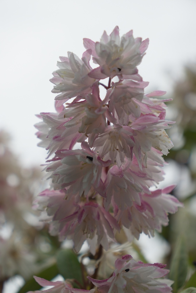 Deutzia crenata 'Pride of Rochester' - La Pépinière d'Agnens