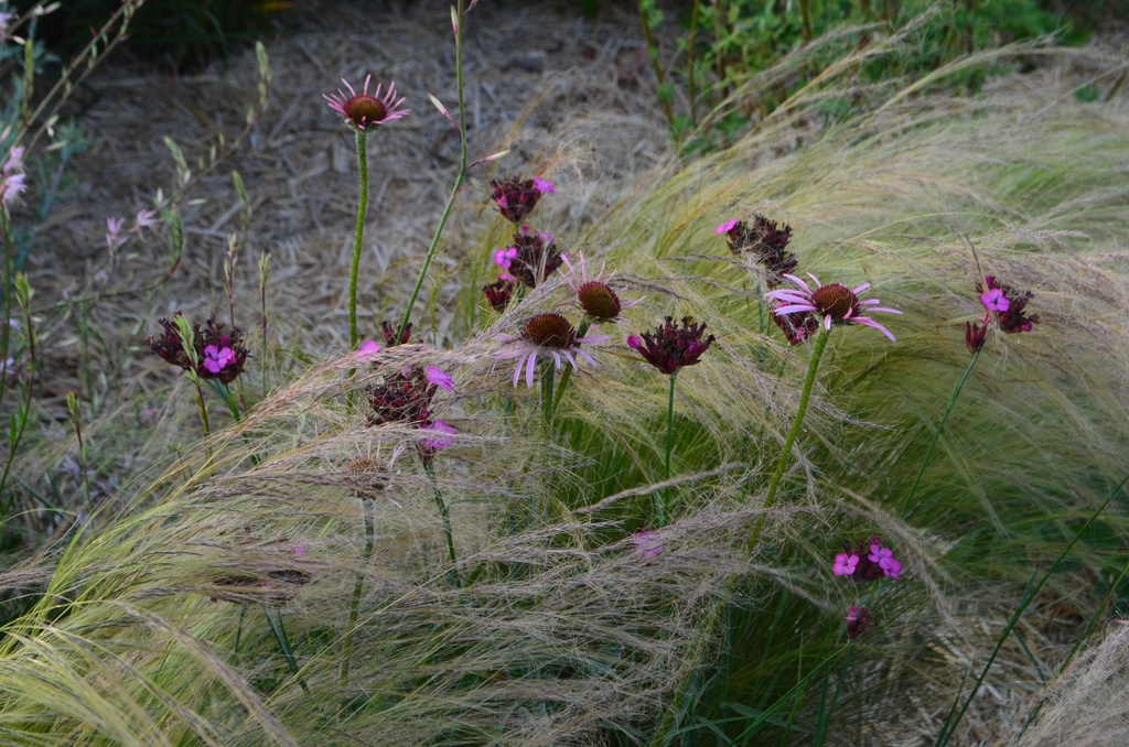 Dianthus carthusianorum - La Pépinière d'Agnens