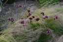 Dianthus carthusianorum - La Pépinière d'Agnens