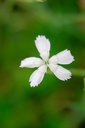 Dianthus deltoides 'Albus' - La Pépinière d'Agnens