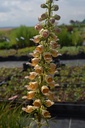 Digitalis ferruginea 'Gelber Herold' - La Pépinière d'Agnens
