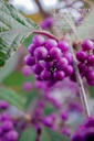 Callicarpa bodinieri 'Profusion' - La pépinière d'Agnens