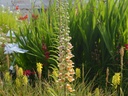 Digitalis ferruginea 'Gelber Herold' - La Pépinière d'Agnens