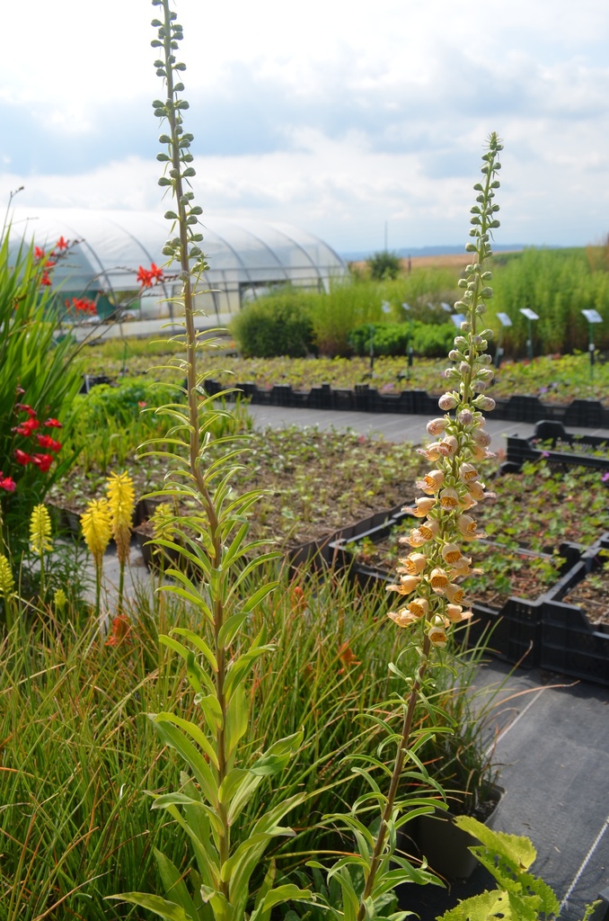 Digitalis ferruginea 'Gelber Herold' - La Pépinière d'Agnens