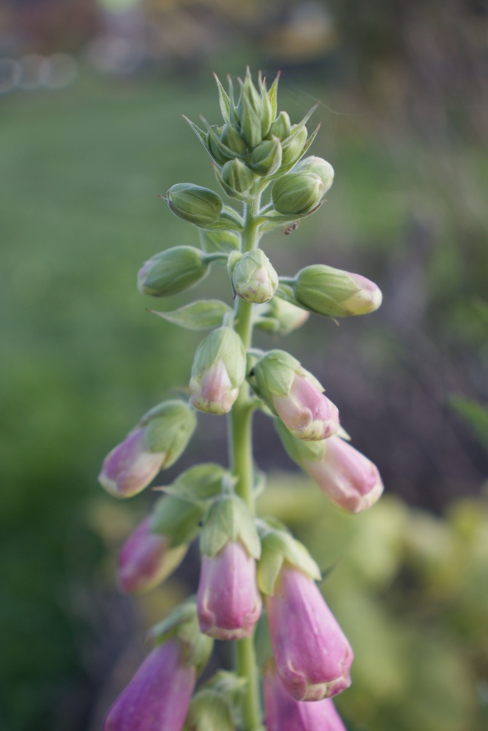 Digitalis purpurea 'Excelsior' - La Pépinière d'Agnens