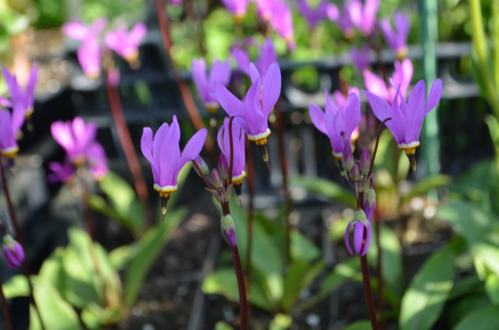 Dodecatheon meadia 'Red Wings' - La Pépinière d'Agnens