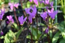 Dodecatheon meadia 'Red Wings' - La Pépinière d'Agnens