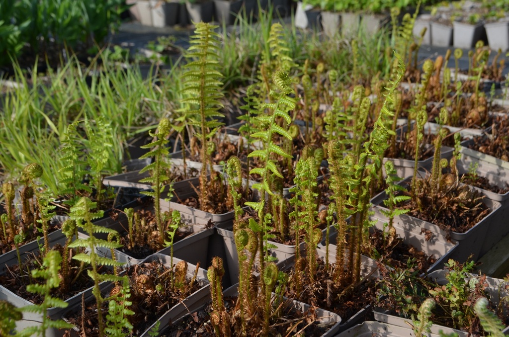 Dryopteris affinis - La Pépinière d'Agnens