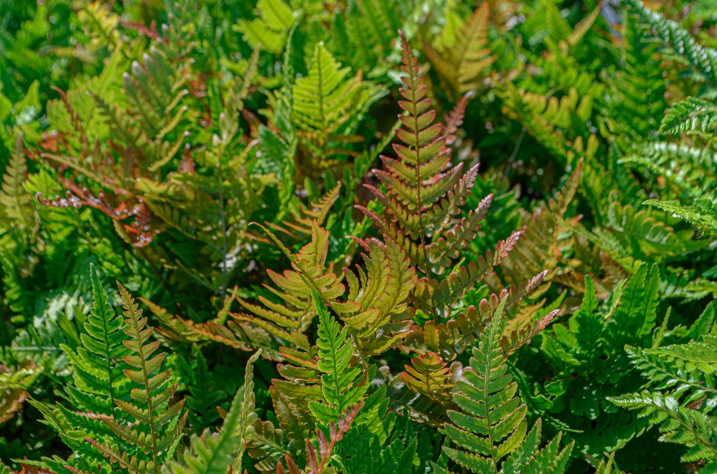 Dryopteris erythrosora - La Pépinière d'Agnens