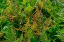 Dryopteris erythrosora - La Pépinière d'Agnens