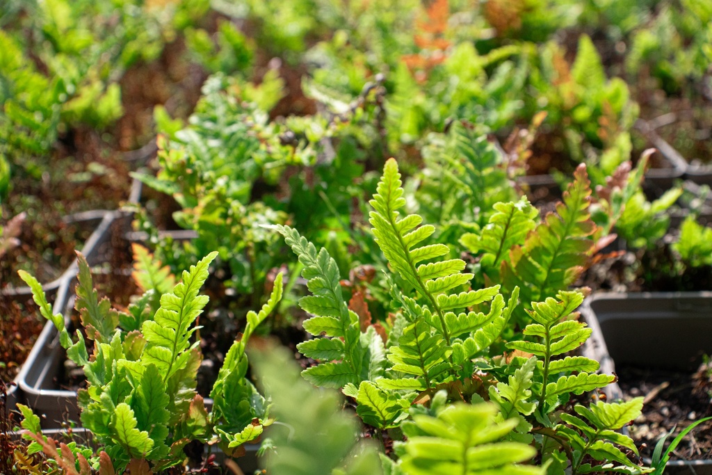 Dryopteris erythrosora - La Pépinière d'Agnens
