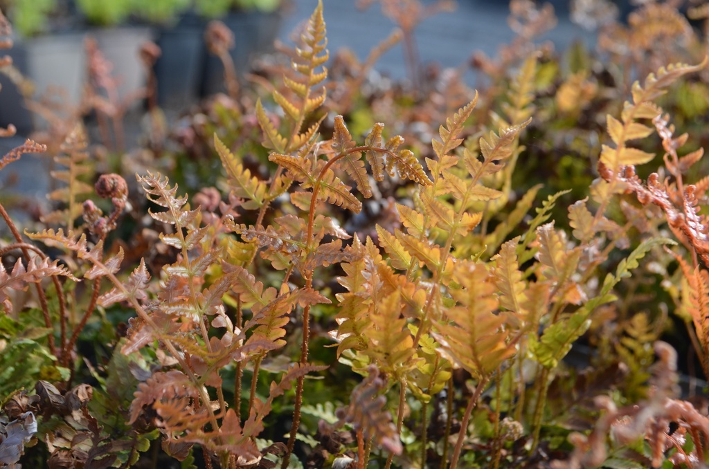 Dryopteris erythrosora - La Pépinière d'Agnens