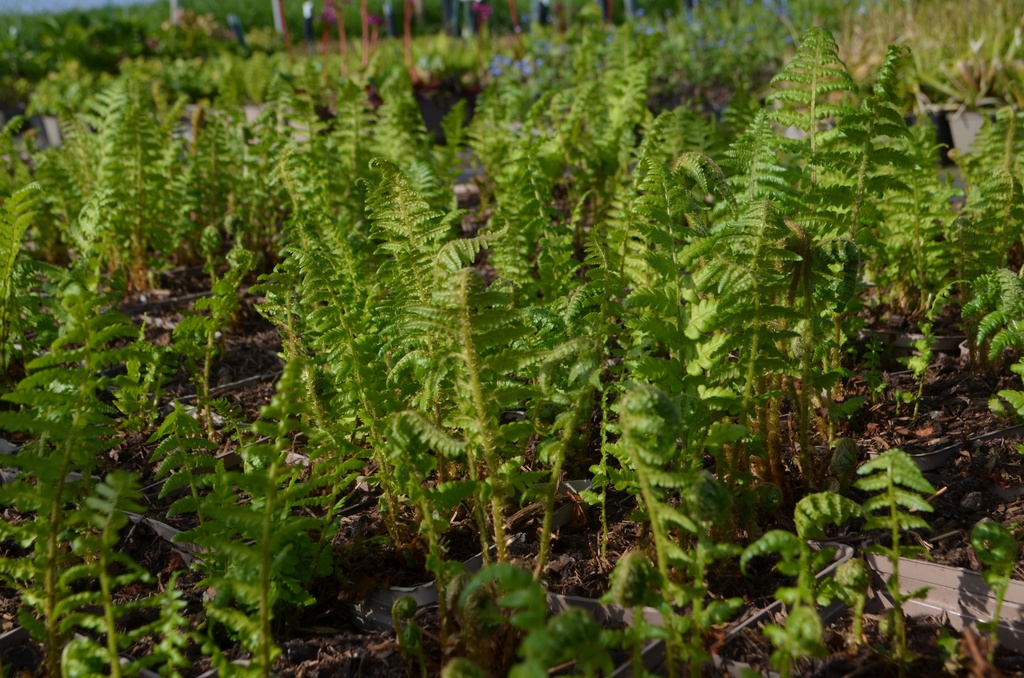 Dryopteris filix-mas - La Pépinière d'Agnens