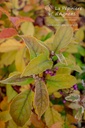 Callicarpa bodinieri 'Profusion' - La pépinière d'Agnens