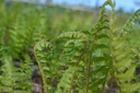 Dryopteris filix-mas - La Pépinière d'Agnens