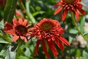 Echinacea hybride 'Hot Papaya' - La Pépinière d'Agnens