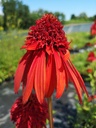 Echinacea hybride 'Hot Papaya' - La Pépinière d'Agnens