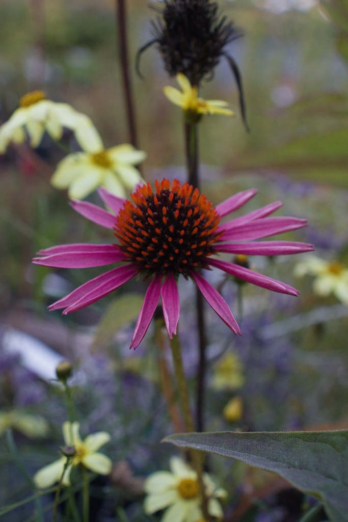 Echinacea hybride 'Pica Bella' - La Pépinière d'Agnens