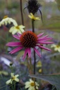 Echinacea hybride 'Pica Bella' - La Pépinière d'Agnens