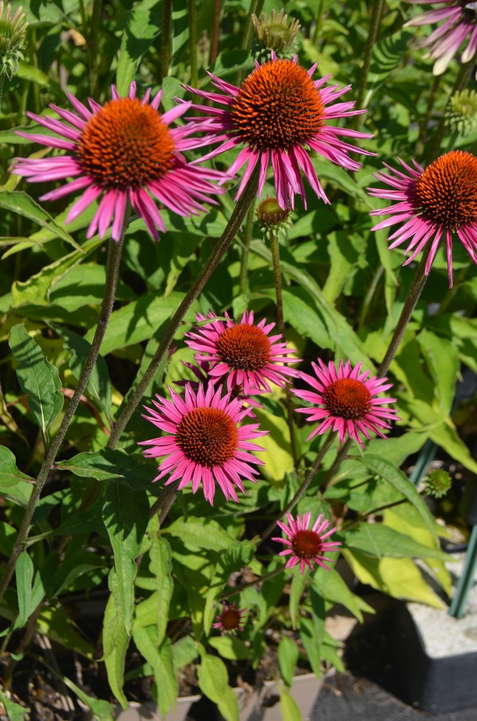 Echinacea hybride 'Pica Bella' - La Pépinière d'Agnens