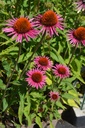 Echinacea hybride 'Pica Bella' - La Pépinière d'Agnens