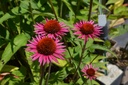 Echinacea hybride 'Pica Bella' - La Pépinière d'Agnens