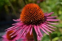 Echinacea hybride 'Pica Bella' - La Pépinière d'Agnens