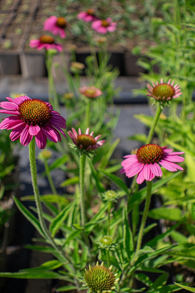 Echinacea hybride 'Rozenrad' - La Pépinière d'Agnens
