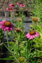 Echinacea hybride 'Rozenrad' - La Pépinière d'Agnens