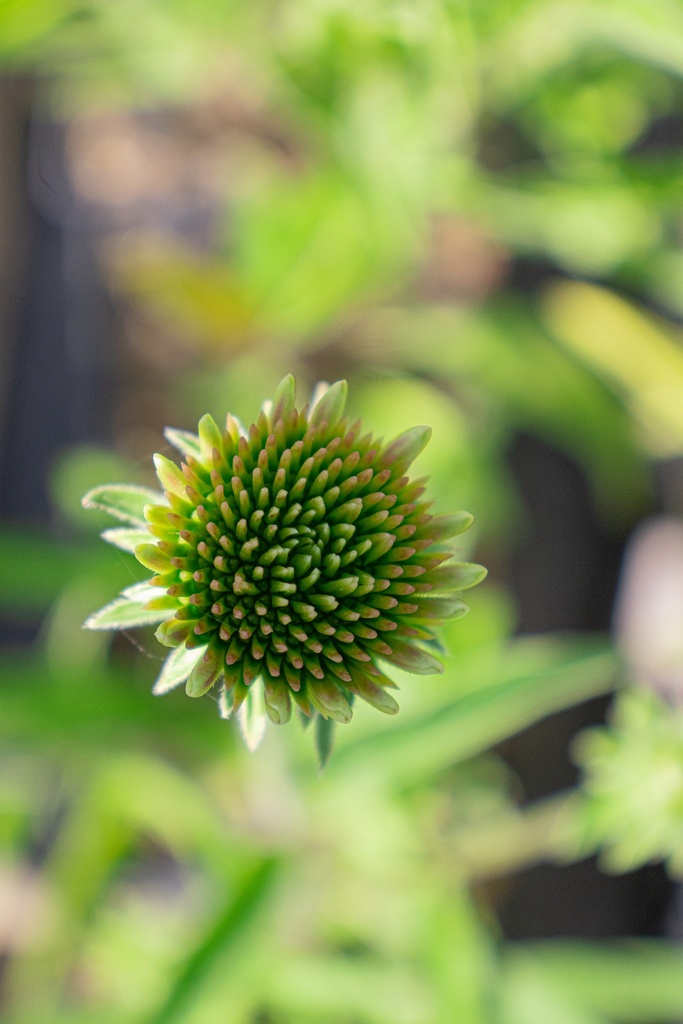 Echinacea hybride 'Rozenrad' - La Pépinière d'Agnens