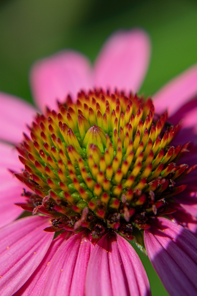 Echinacea hybride 'Rozenrad' - La Pépinière d'Agnens