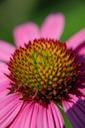 Echinacea hybride 'Rozenrad' - La Pépinière d'Agnens
