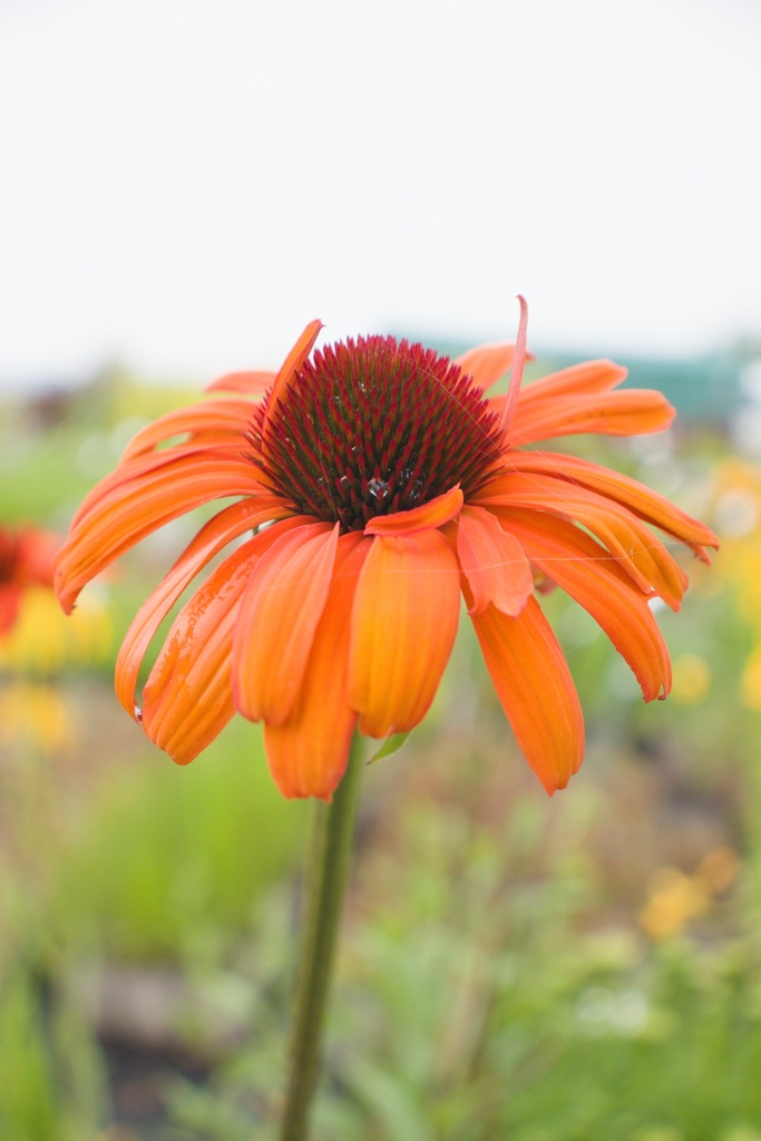 Echinacea hybride 'Tiki Torch' - La Pépinière d'Agnens