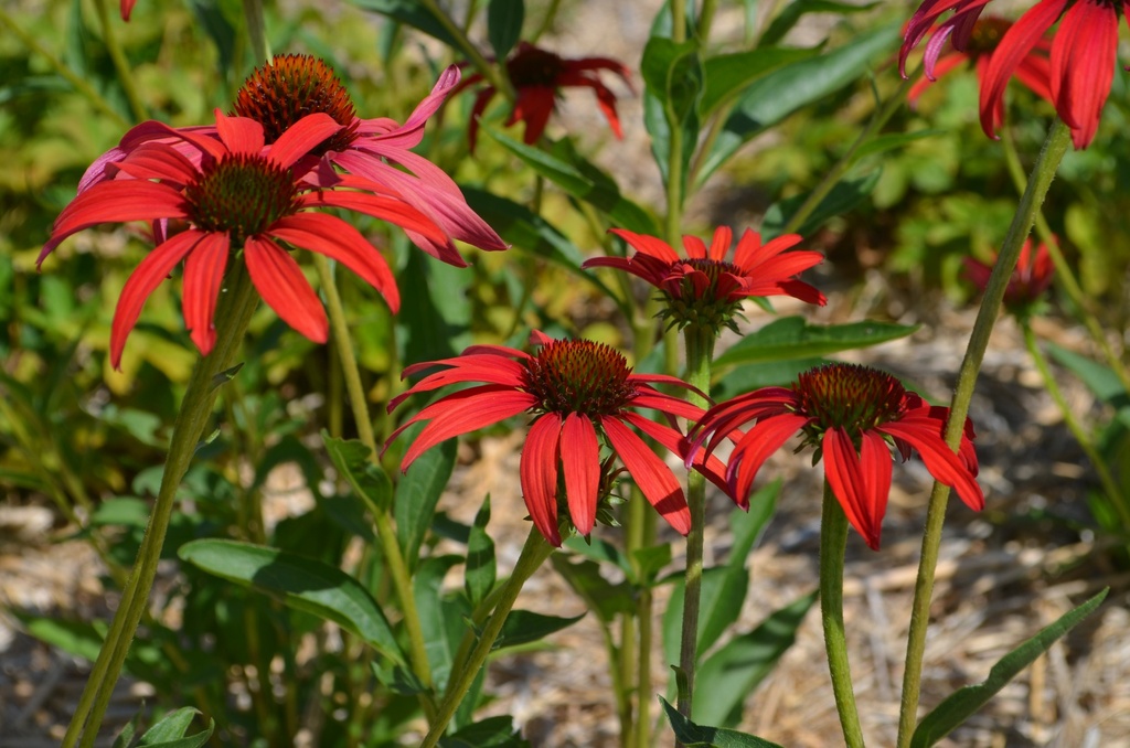 Echinacea hybride 'Tomato Soup' - La Pépinière d'Agnens