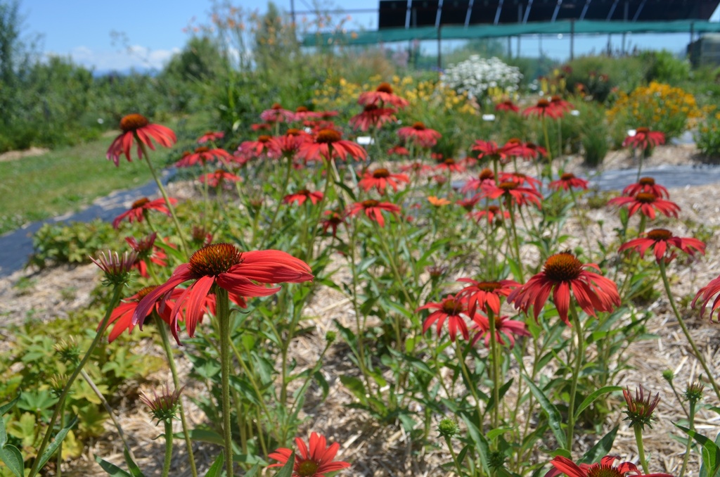 Echinacea hybride 'Tomato Soup' - La Pépinière d'Agnens