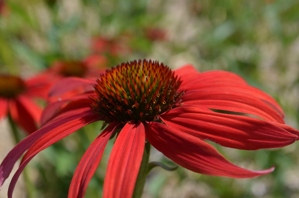 Echinacea hybride 'Tomato Soup' - La Pépinière d'Agnens