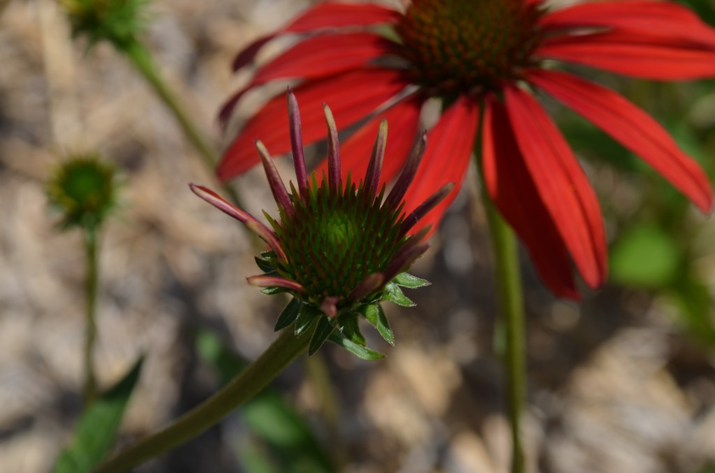 Echinacea hybride 'Tomato Soup' - La Pépinière d'Agnens