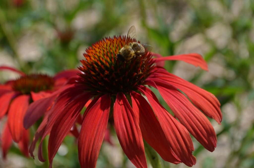 Echinacea hybride 'Tomato Soup' - La Pépinière d'Agnens
