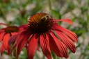Echinacea hybride 'Tomato Soup' - La Pépinière d'Agnens