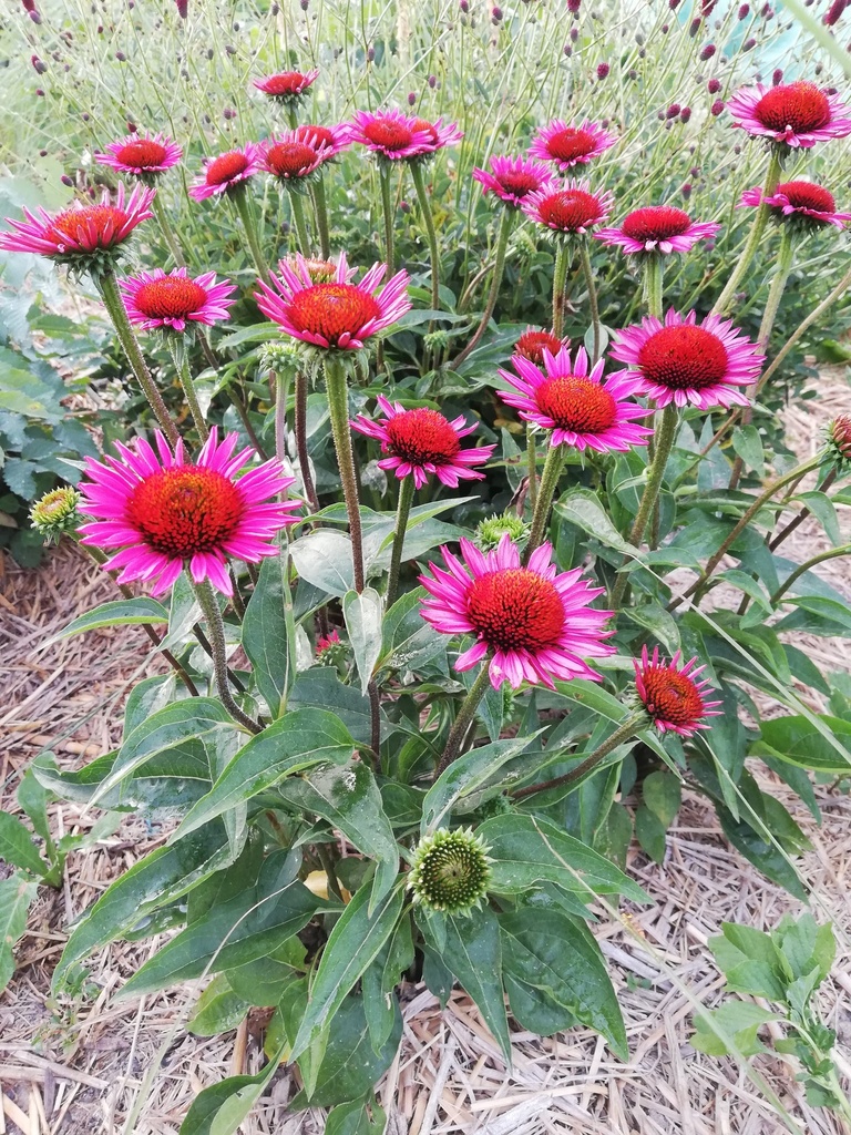 Echinacea hybride 'Vintage Wine' - La Pépinière d'Agnens
